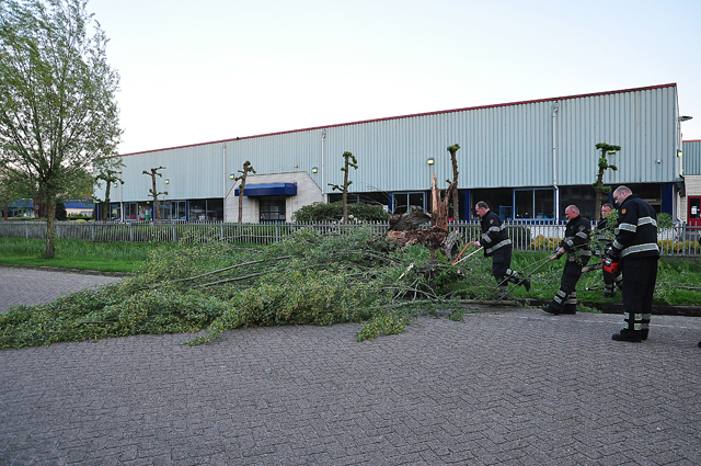 Boom op wegdek aan de Zanddonkweg Waalwijk