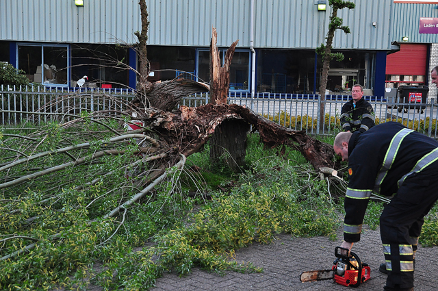 Boom op wegdek aan de Zanddonkweg Waalwijk