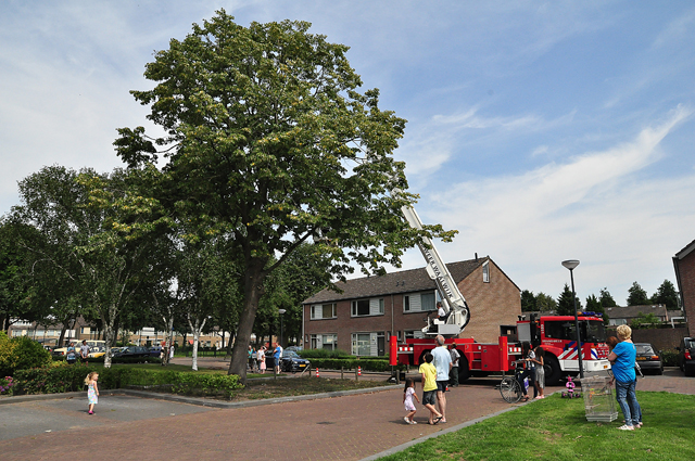 Valkparkiet houdt brandweer en buurt lang bezig aan de Edouard Lalostraat Waalwijk