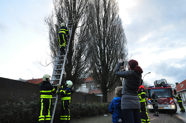 Kat zit dagen lang in boom aan de Baardwijksestraat Waalwijk
