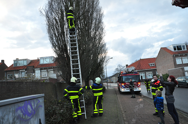 Kat zit dagen lang in boom aan de Baardwijksestraat Waalwijk