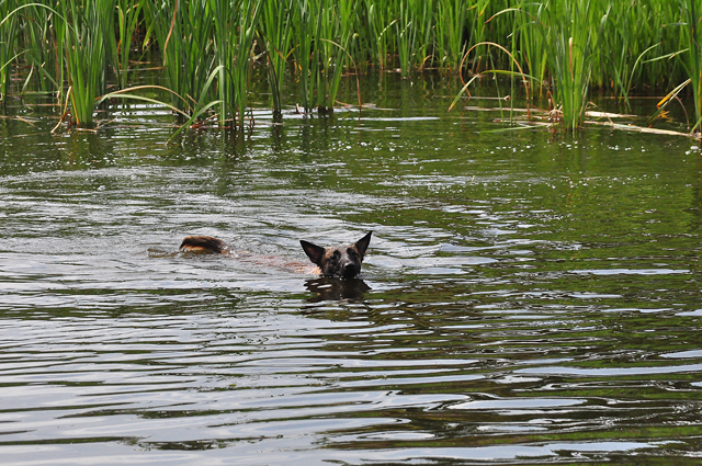 Brandweerman redt hond uit Waalwijkse vijver aan de Groenewoudlaan Waalwijk
