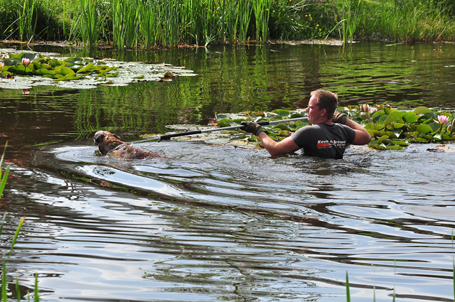 Brandweerman redt hond uit Waalwijkse vijver aan de Groenewoudlaan Waalwijk