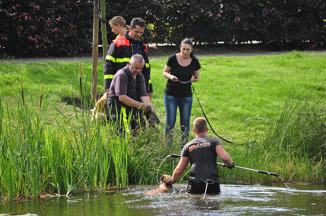 Brandweerman redt hond uit Waalwijkse vijver aan de Groenewoudlaan Waalwijk