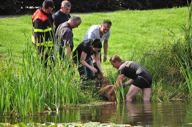Brandweerman redt hond uit Waalwijkse vijver aan de Groenewoudlaan Waalwijk
