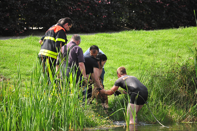 Brandweerman redt hond uit Waalwijkse vijver aan de Groenewoudlaan Waalwijk