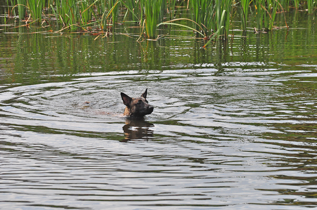 Brandweerman redt hond uit Waalwijkse vijver aan de Groenewoudlaan Waalwijk