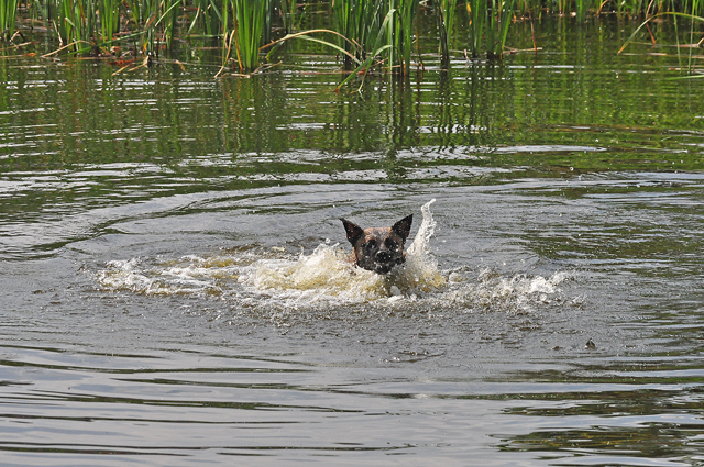 Brandweerman redt hond uit Waalwijkse vijver aan de Groenewoudlaan Waalwijk