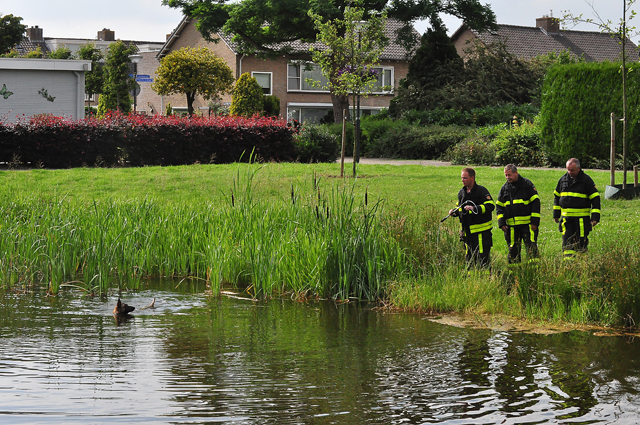 Brandweerman redt hond uit Waalwijkse vijver aan de Groenewoudlaan Waalwijk