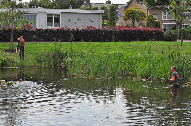 Brandweerman redt hond uit Waalwijkse vijver aan de Groenewoudlaan Waalwijk