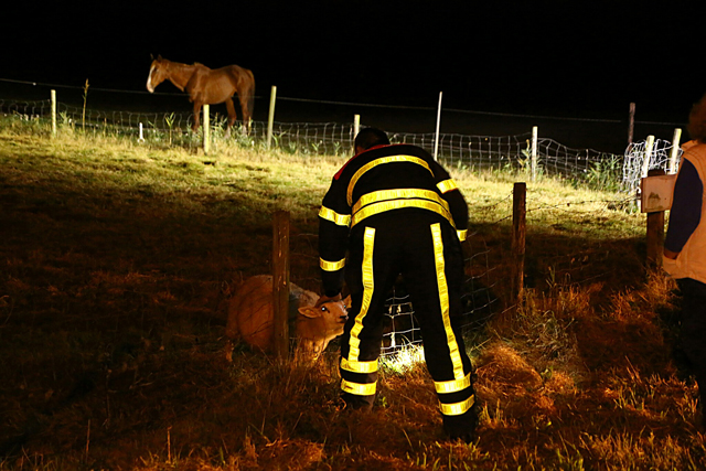 Schaap met kop vast in omheining aan de Winterdijk Waalwijk