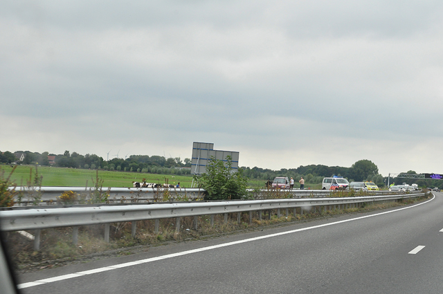 Geen paard in de gang, maar een koe op de weg