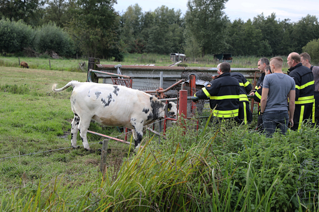 Stier zit met zijn kop vast in hek, brandweer bevrijdt hem