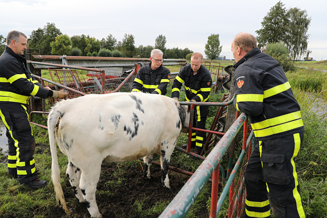 Stier zit met zijn kop vast in hek, brandweer bevrijdt hem