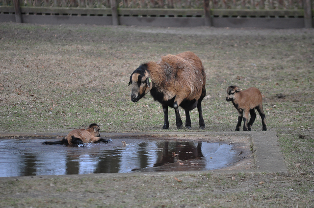 Lammetje gered uit ijskoud water in Waalwijk