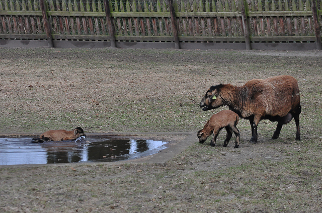 Lammetje gered uit ijskoud water in Waalwijk