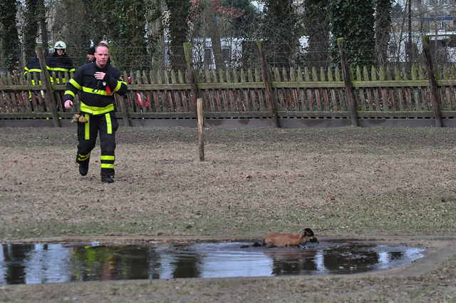 Lammetje gered uit ijskoud water in Waalwijk