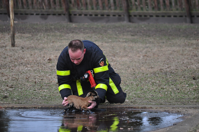 Lammetje gered uit ijskoud water in Waalwijk