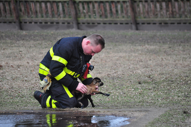Lammetje gered uit ijskoud water in Waalwijk