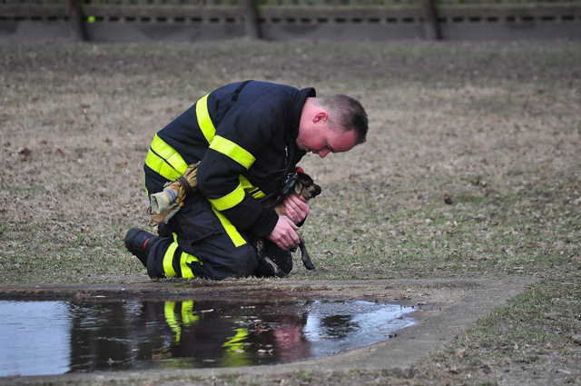Lammetje gered uit ijskoud water in Waalwijk