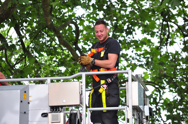 Kraai hangt vast in boom in Waalwijk