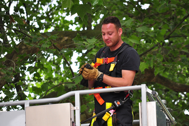 Kraai hangt vast in boom in Waalwijk