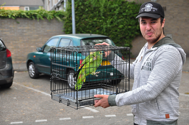 Papegaai zit in boom in Waalwijk