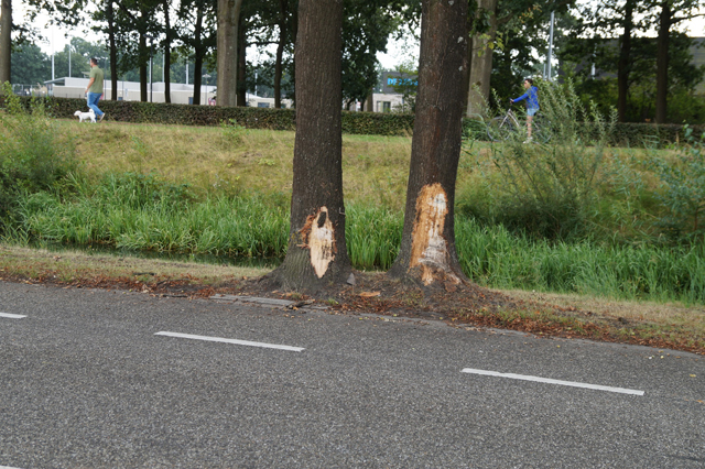Auto raakt twee bomen en komt zwaar gehavend tegen stoep tot stilstand in Waalwijk