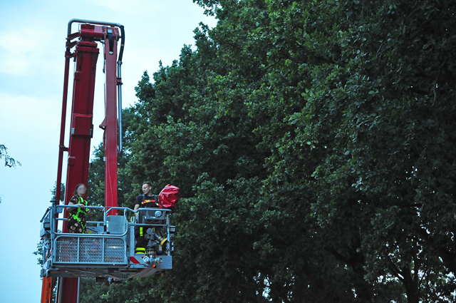 Brandweer redt valkparkiet uit boom in Waalwijk