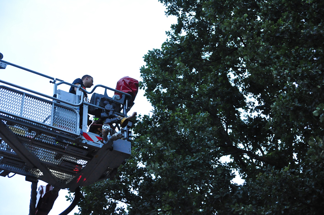 Brandweer redt valkparkiet uit boom in Waalwijk