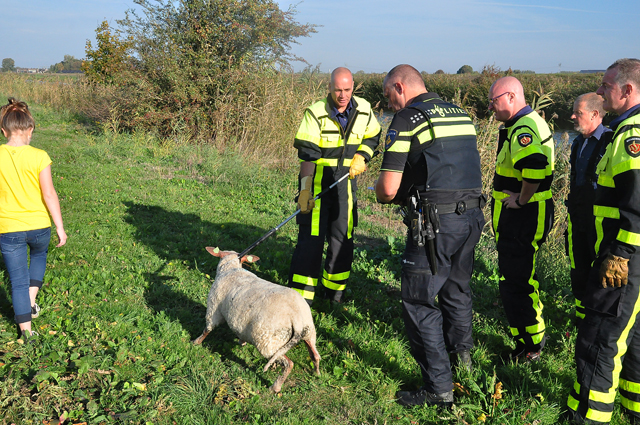 Brandweer voorkomt dat schaap snelweg A59 bij Waalwijk op rent