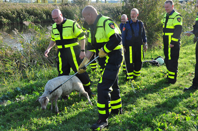 Brandweer voorkomt dat schaap snelweg A59 bij Waalwijk op rent