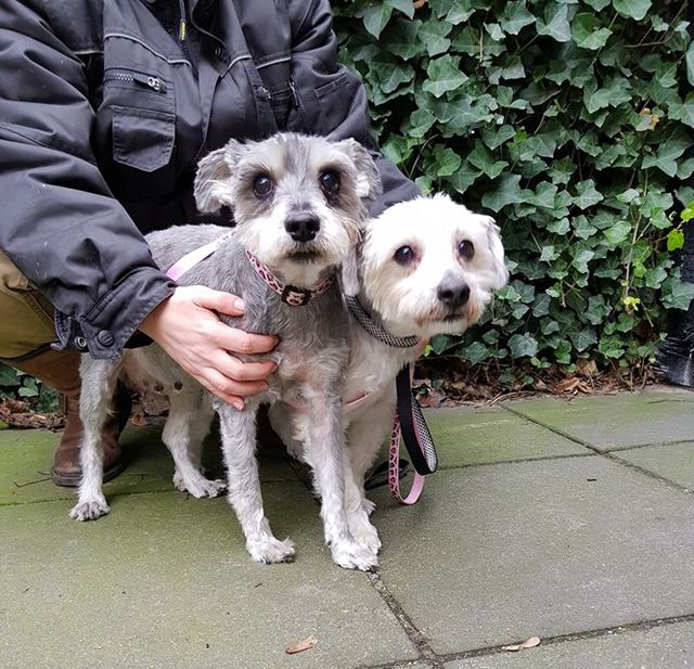 Nieuw baasje voor in De Els gedumpte hondjes 'Jos en Els’