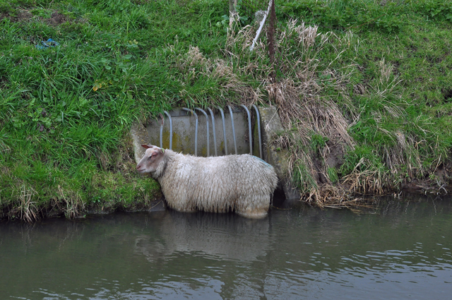 Schaap houdt brandweer bezig aan de Gansoyensesteeg Waalwijk