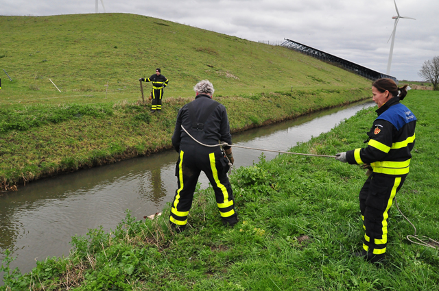 Schaap houdt brandweer bezig aan de Gansoyensesteeg Waalwijk