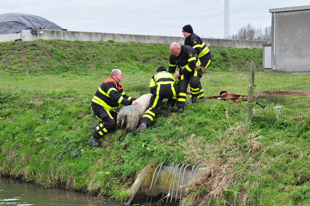 Schaap houdt brandweer bezig aan de Gansoyensesteeg Waalwijk