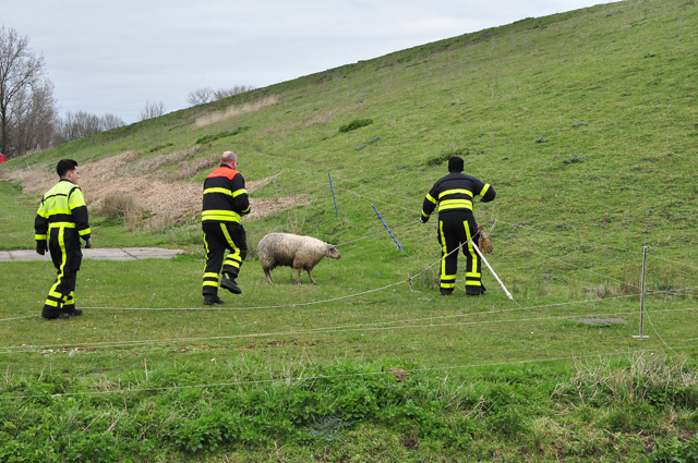 Schaap houdt brandweer bezig aan de Gansoyensesteeg Waalwijk