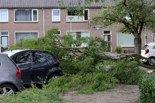 Grote tak valt op twee auto's aan de Prof. Treubstraat Waawijk