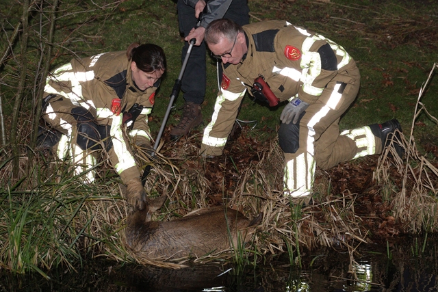 Brandweer bevrijdt hertje uit het water aan de Groenewoudlaan Waalwijk