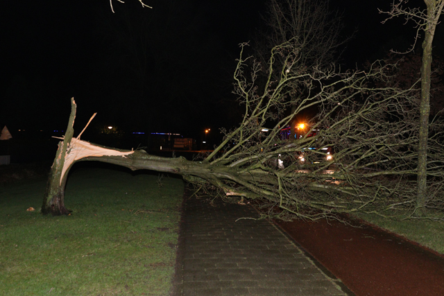 Grote boom valt op wegdek aan de Akkerlaan Waalwijk