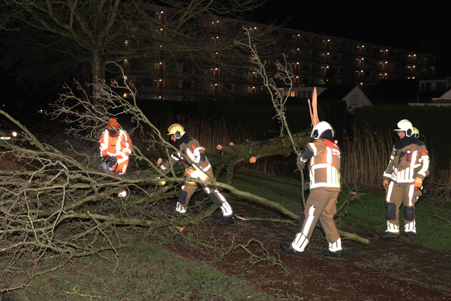 Grote boom valt op wegdek aan de Akkerlaan Waalwijk