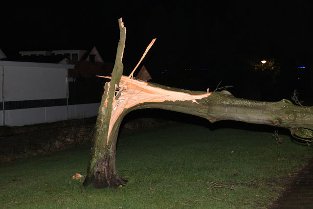 Grote boom valt op wegdek aan de Akkerlaan Waalwijk