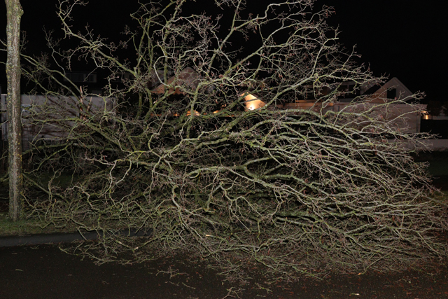 Grote boom valt op wegdek aan de Akkerlaan Waalwijk