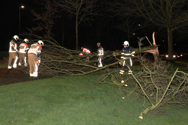 Grote boom valt op wegdek aan de Akkerlaan Waalwijk
