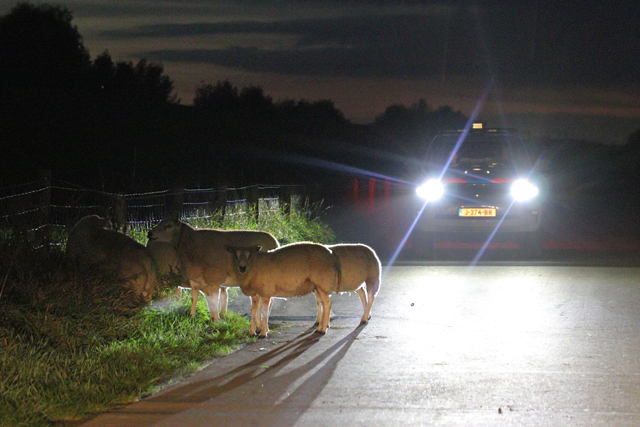 112 persfotograaf redt samen met politie loslopende schapen aan de Zomerdijk Waalwijk