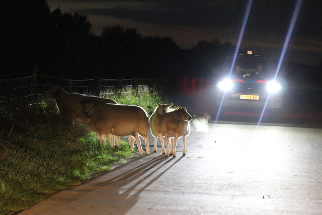 112 persfotograaf redt samen met politie loslopende schapen aan de Zomerdijk Waalwijk