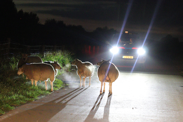 112 persfotograaf redt samen met politie loslopende schapen aan de Zomerdijk Waalwijk