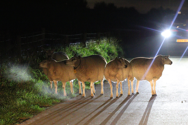 112 persfotograaf redt samen met politie loslopende schapen aan de Zomerdijk Waalwijk