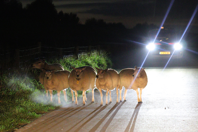112 persfotograaf redt samen met politie loslopende schapen aan de Zomerdijk Waalwijk
