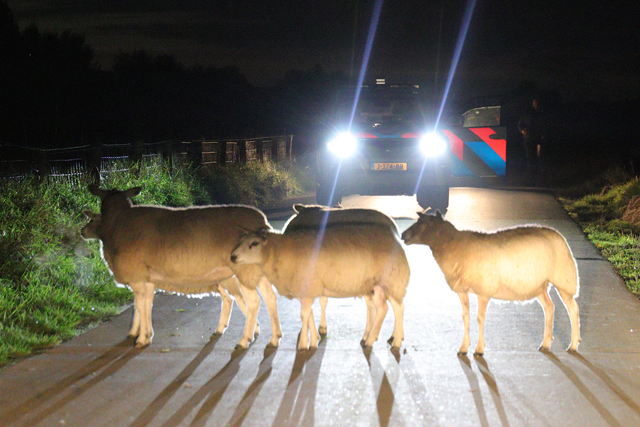 112 persfotograaf redt samen met politie loslopende schapen aan de Zomerdijk Waalwijk